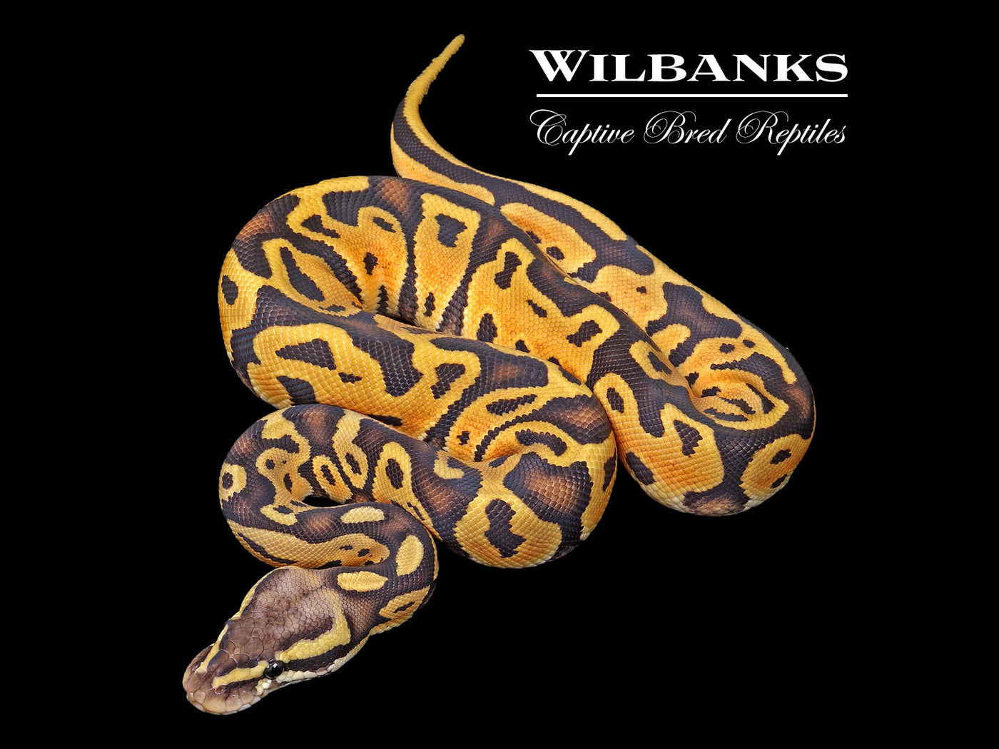 Pastel Leopard Orange Crush Ball Python ♀ '25