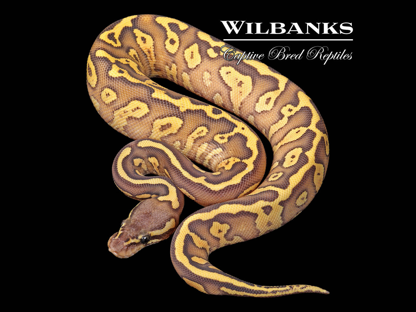 Acid Pastel Butter Orange Crush Yellow Belly Ball Python ♀ '25