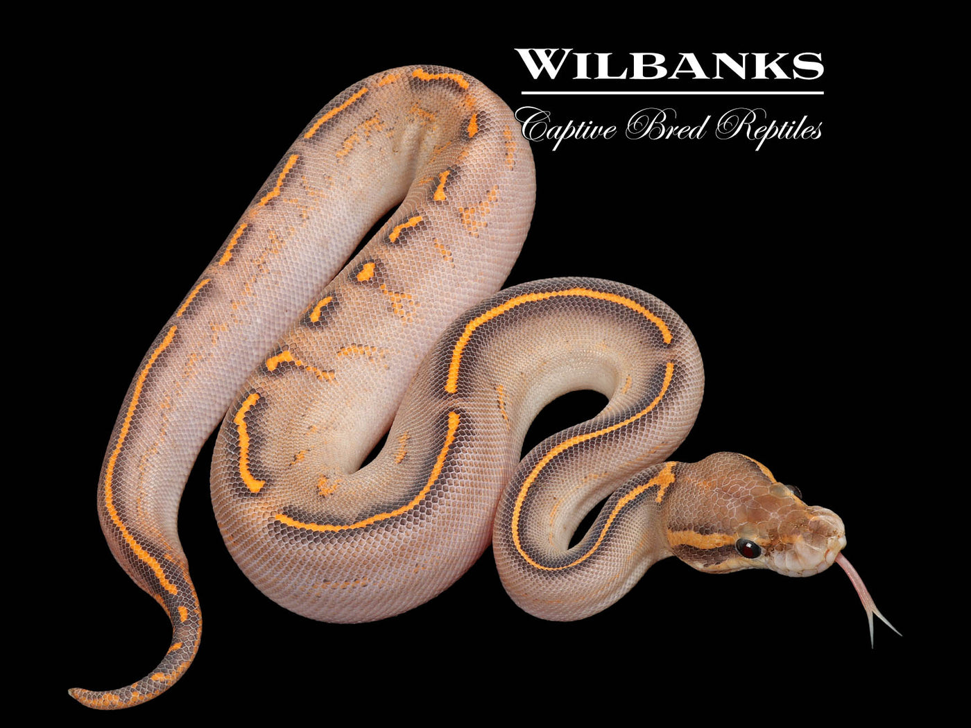 Orange Crush Black Pastel Freeway Ball Python ♀ '25