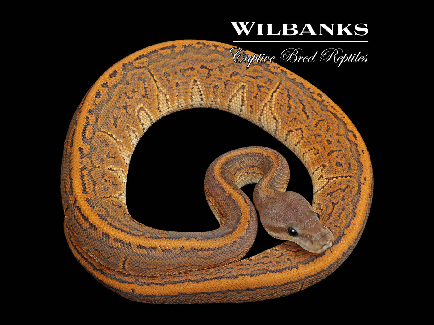 Orange Crush Black Pastel Pinstripe Ball Python ♀ '25