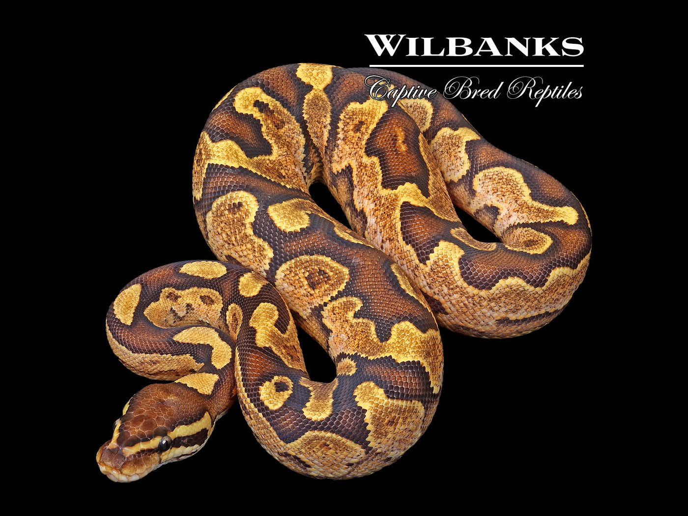 Fire Yellowbelly Sugar Ball Python ♀ '25