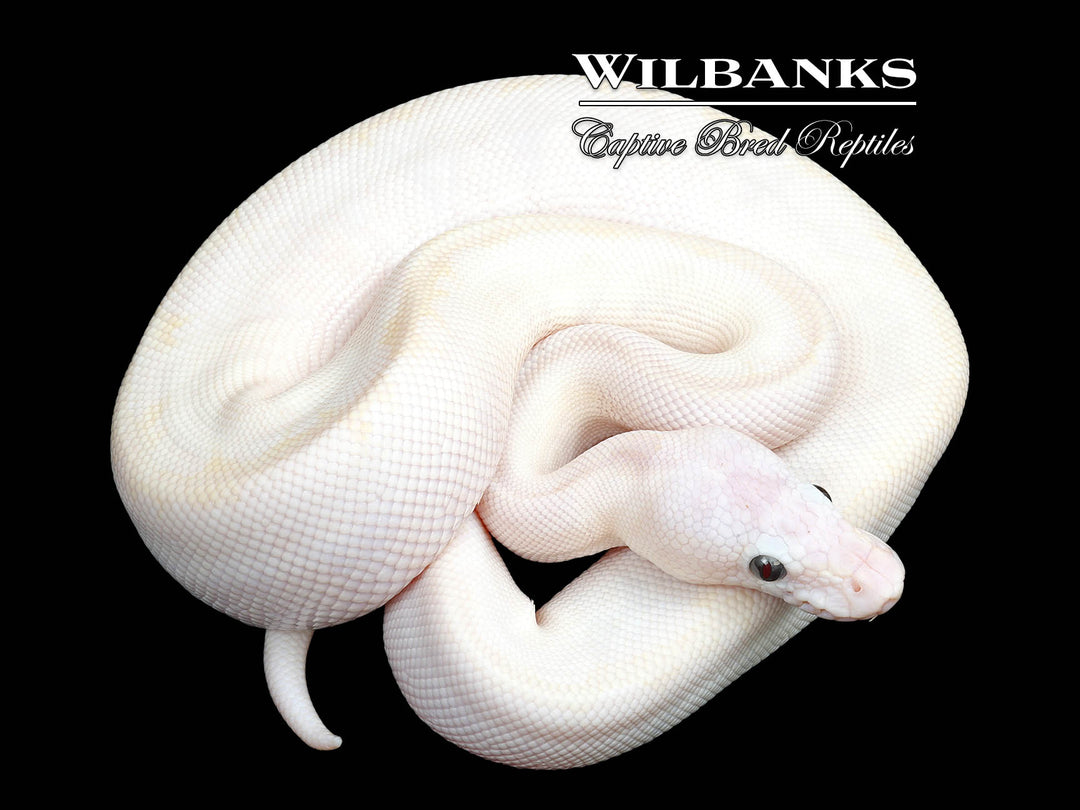 Blue Eyed Leucistic (Mojave Bamboo) Ball Python ♂ '25 – Wilbanks