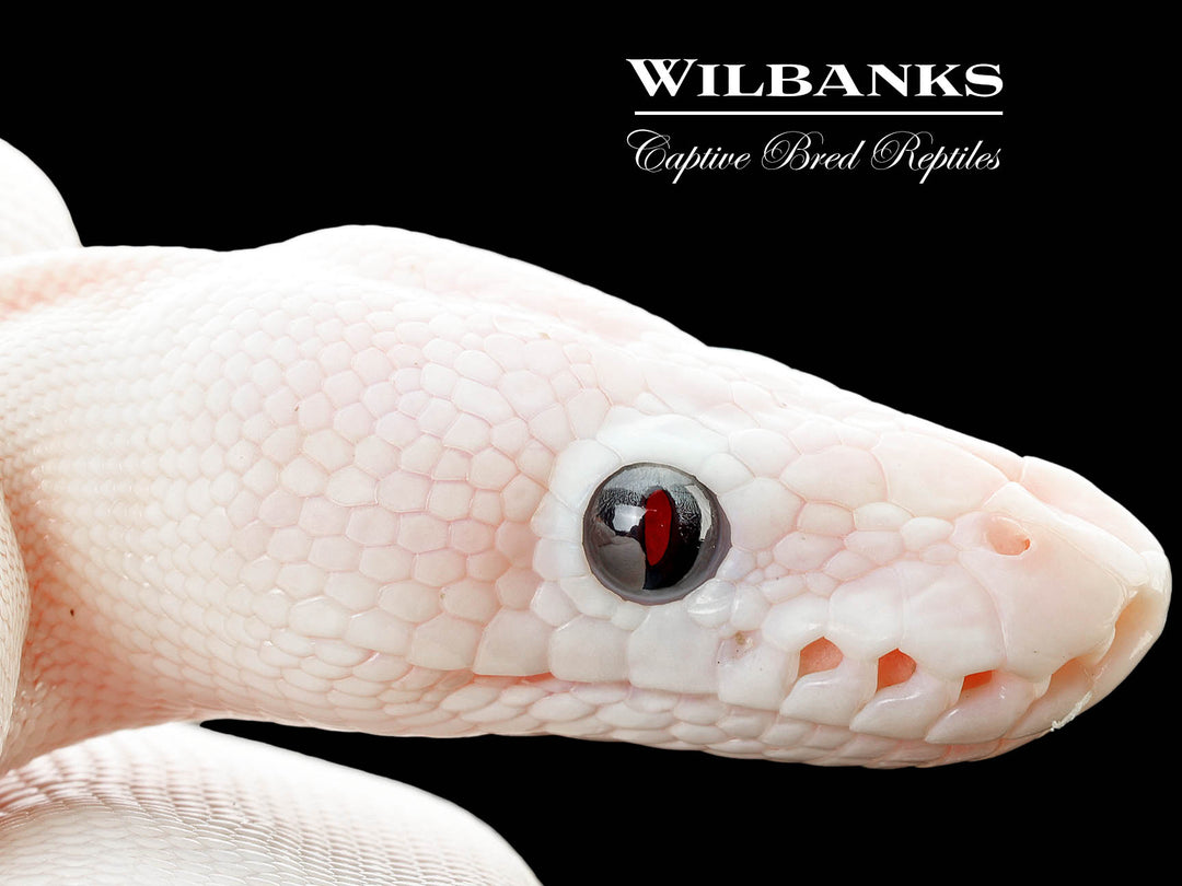 Blue Eyed Leucistic (Mojave Bamboo) Ball Python ♂ '25 – Wilbanks