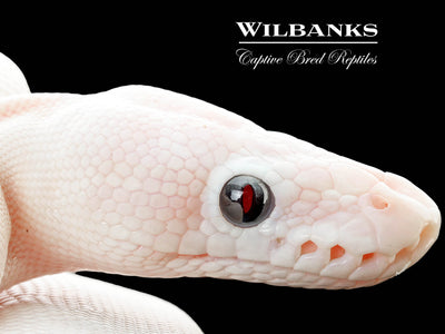 Blue Eyed Leucistic (Mojave Bamboo) Ball Python ♂ '25