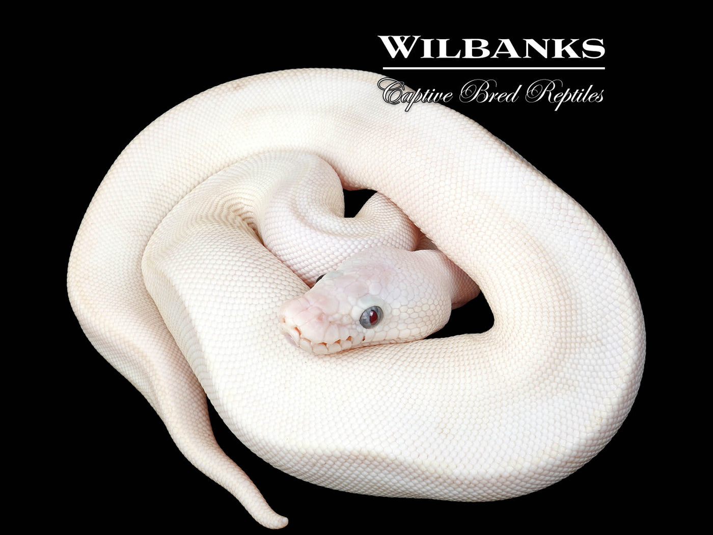 Blue Eyed Leucistic (Mojave Butter) Ball Python ♀ '25