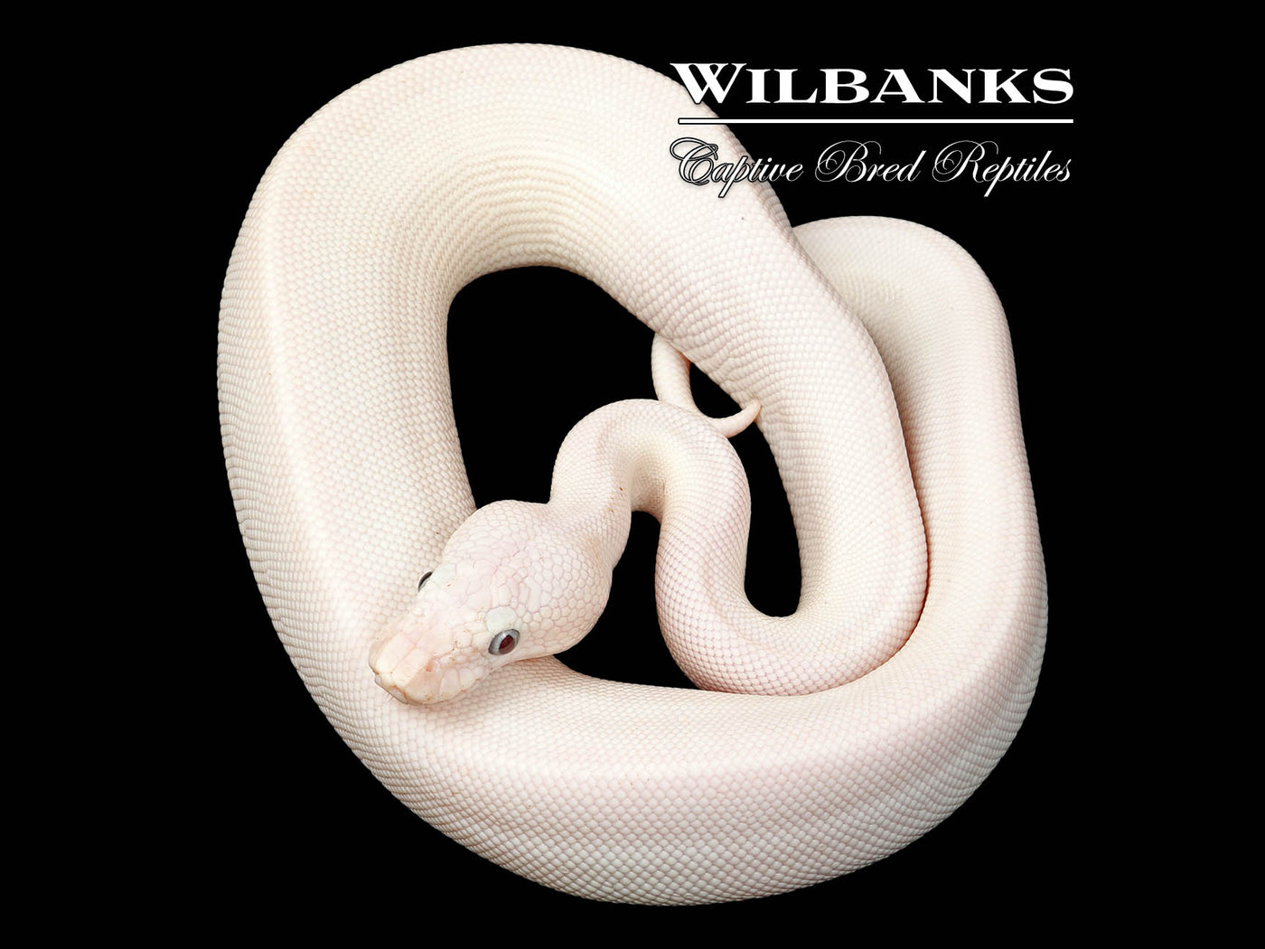 Blue Eyed Leucistic (Mojave Butter) Ball Python ♀ '25