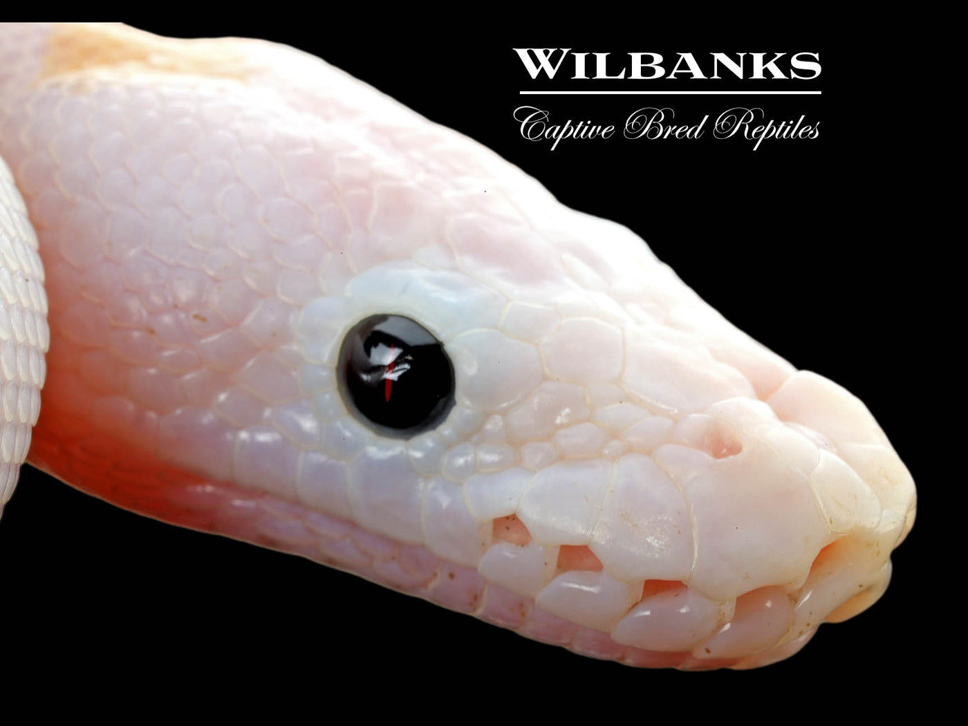 Super Fire Ball Python ♀ '25