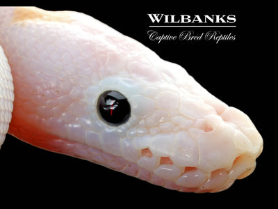 Super Fire Ball Python ♀ '25