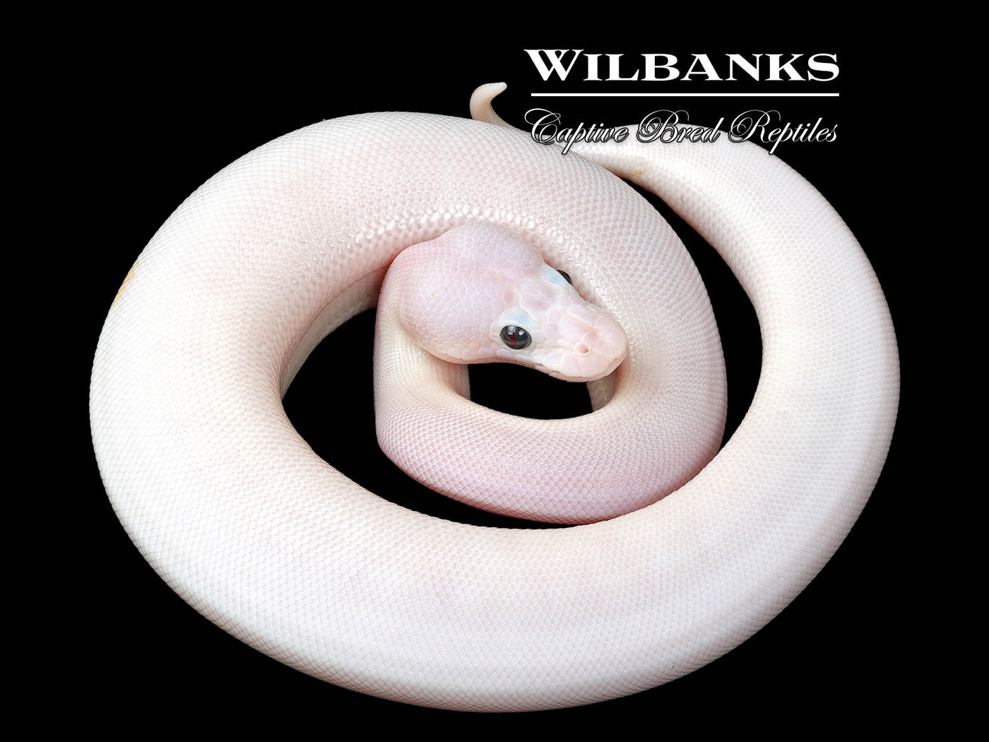 Super Fire Ball Python ♀ '25