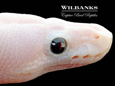 Super Fire Ball Python ♀ '25