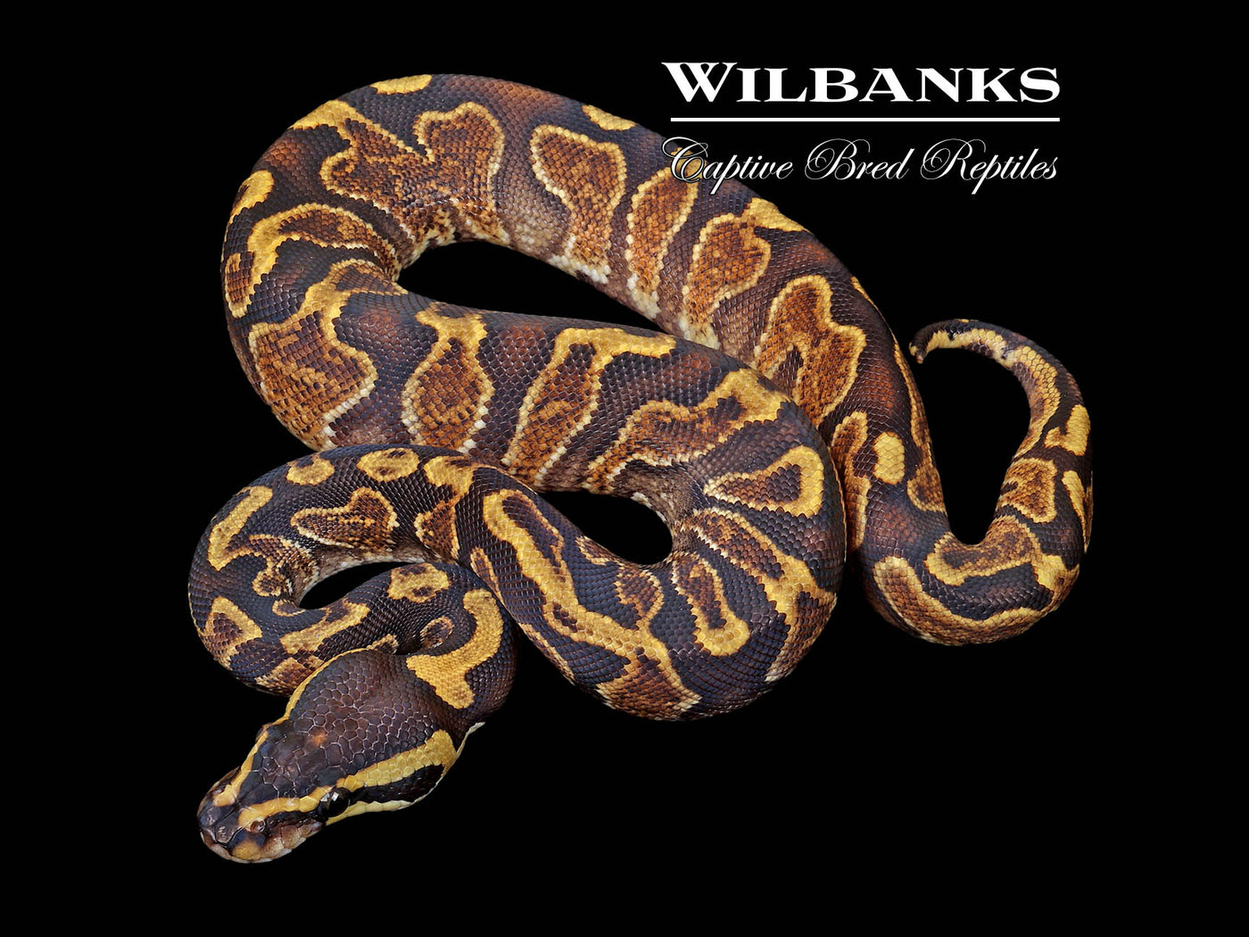 GHI Yellow Belly Ball Python ♂ '25