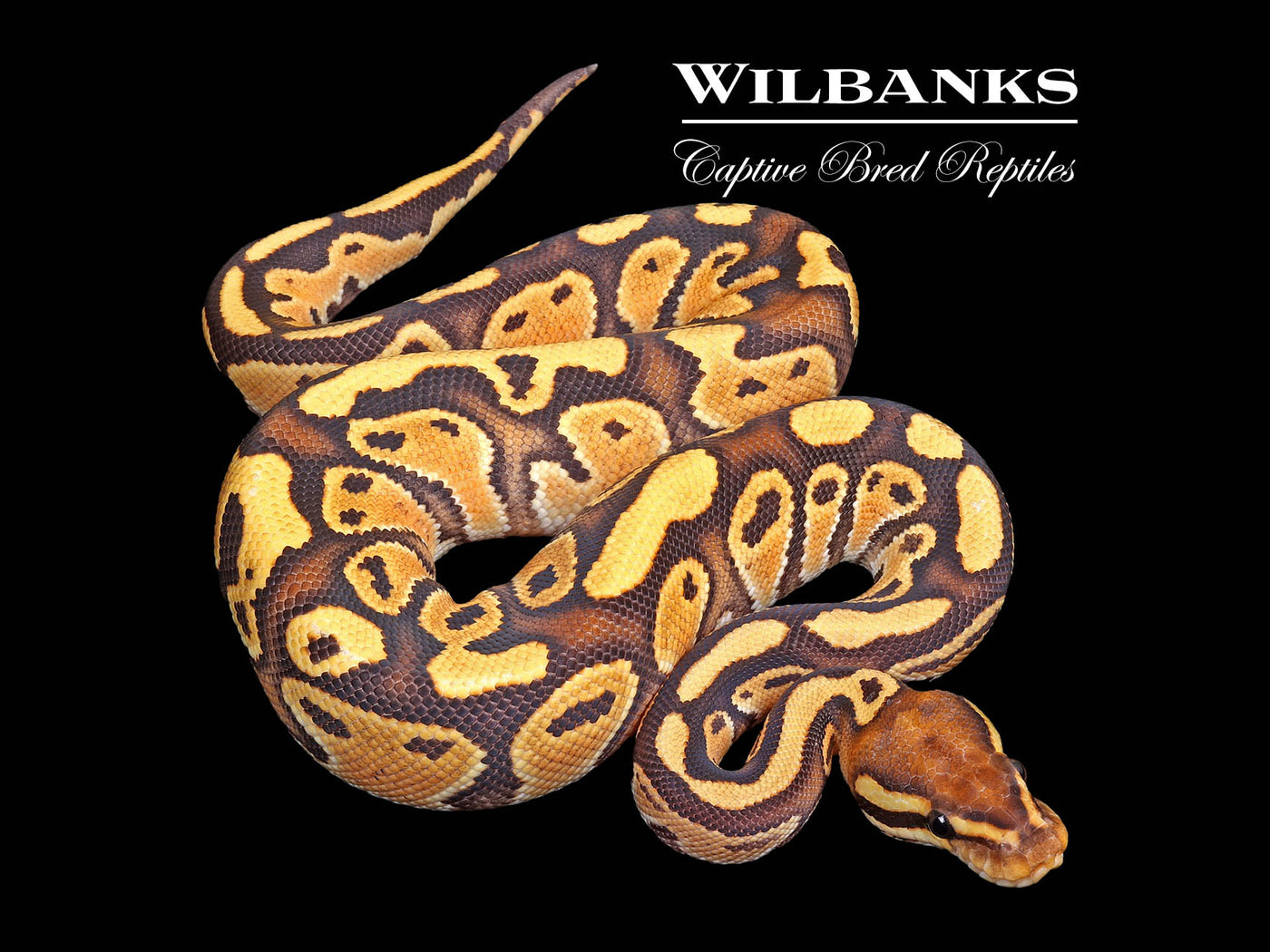 Orange Dream Special Ball Python ♀ '25