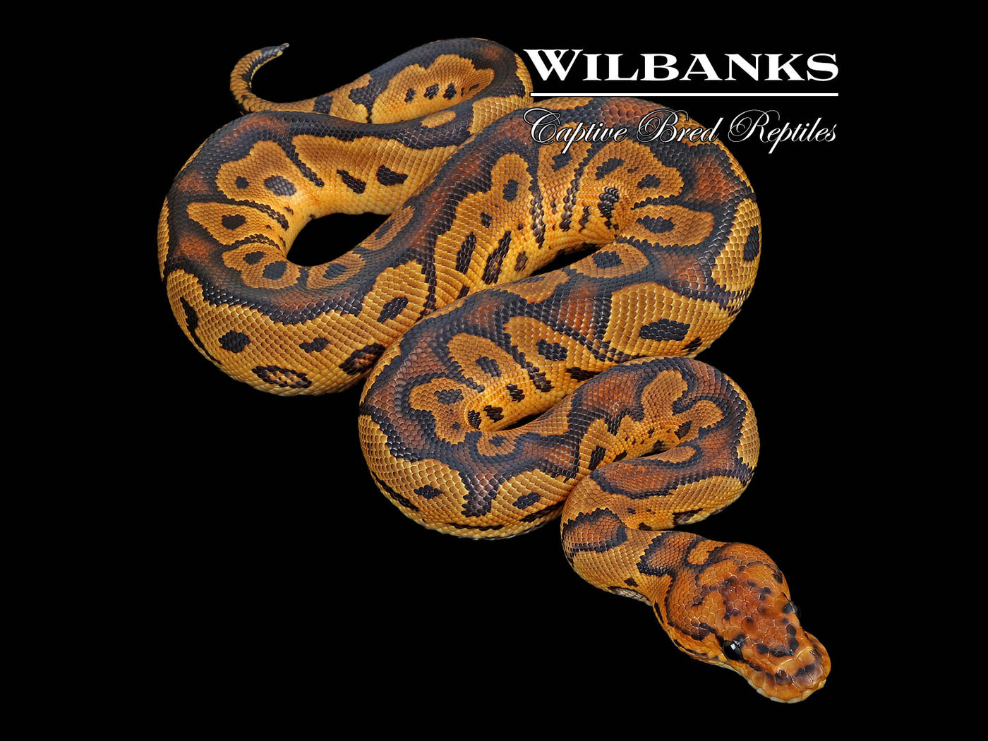 Clown Ball Python ♀ '25