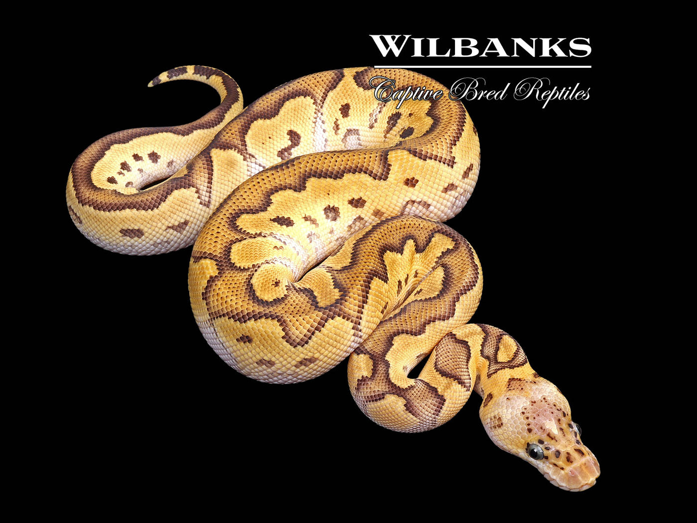 Pastave Clown Ball Python ♂ '25
