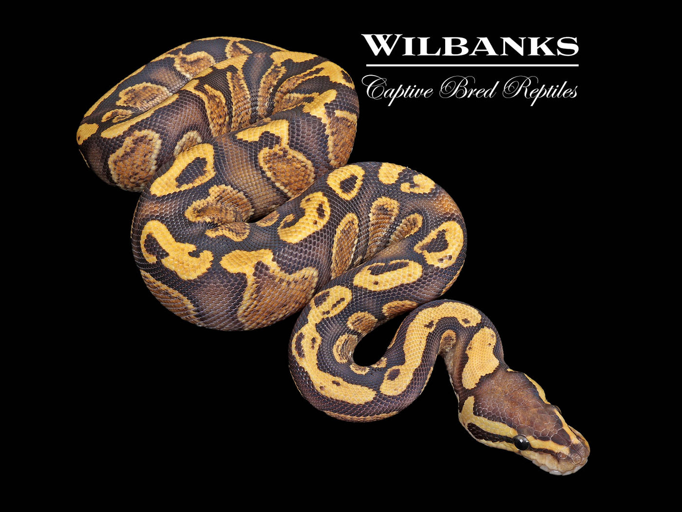 GHI Fire 100% Het. Clown Ball Python ♂ '25