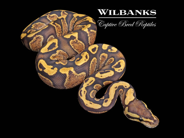 non.pig.12.hano.122 GHI Fire 100% Het. Clown Ball Python ♂ '25 – Wilbanks Captive