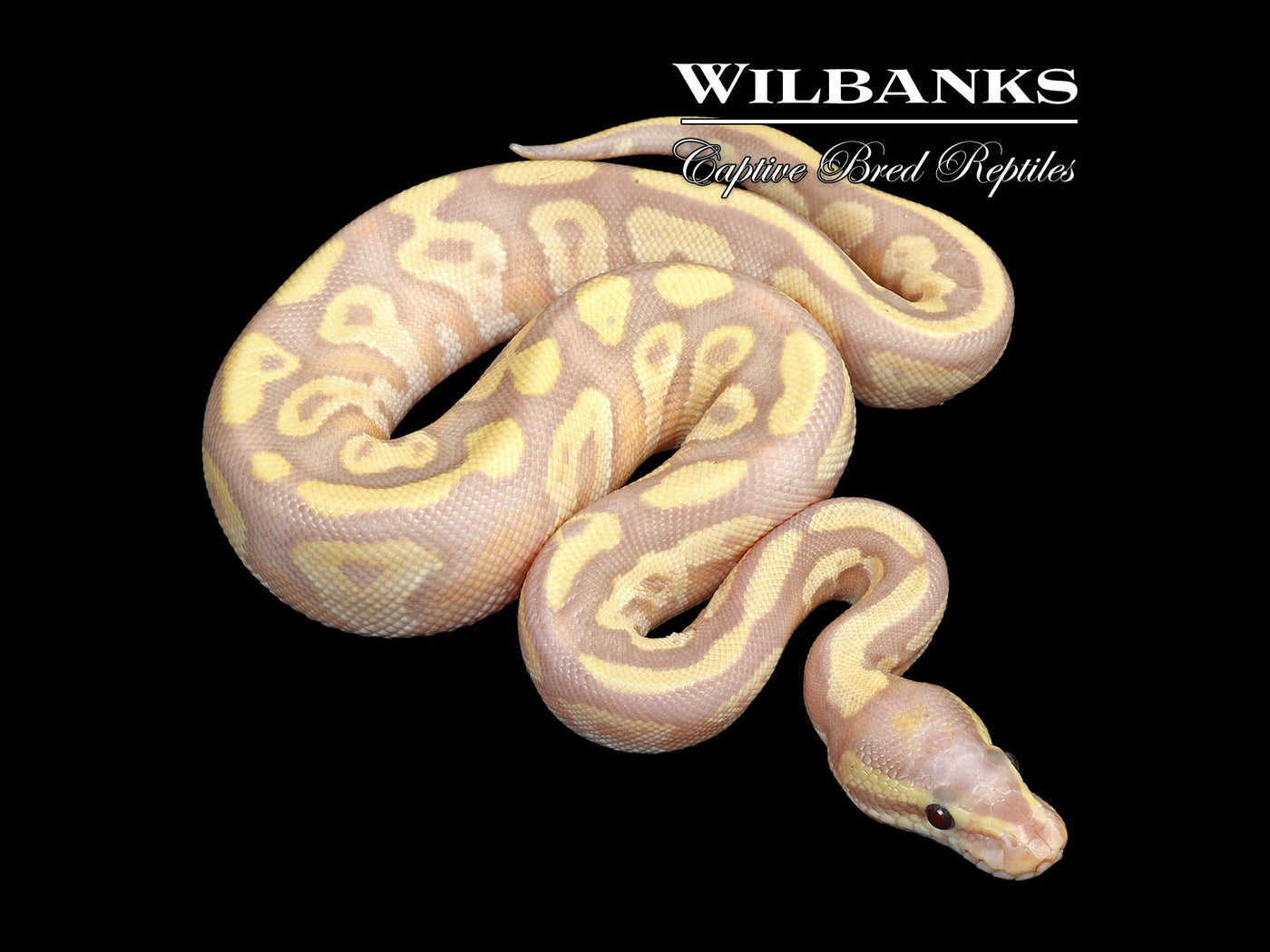 Banana Mojave Fire Ball Python ♂ '25