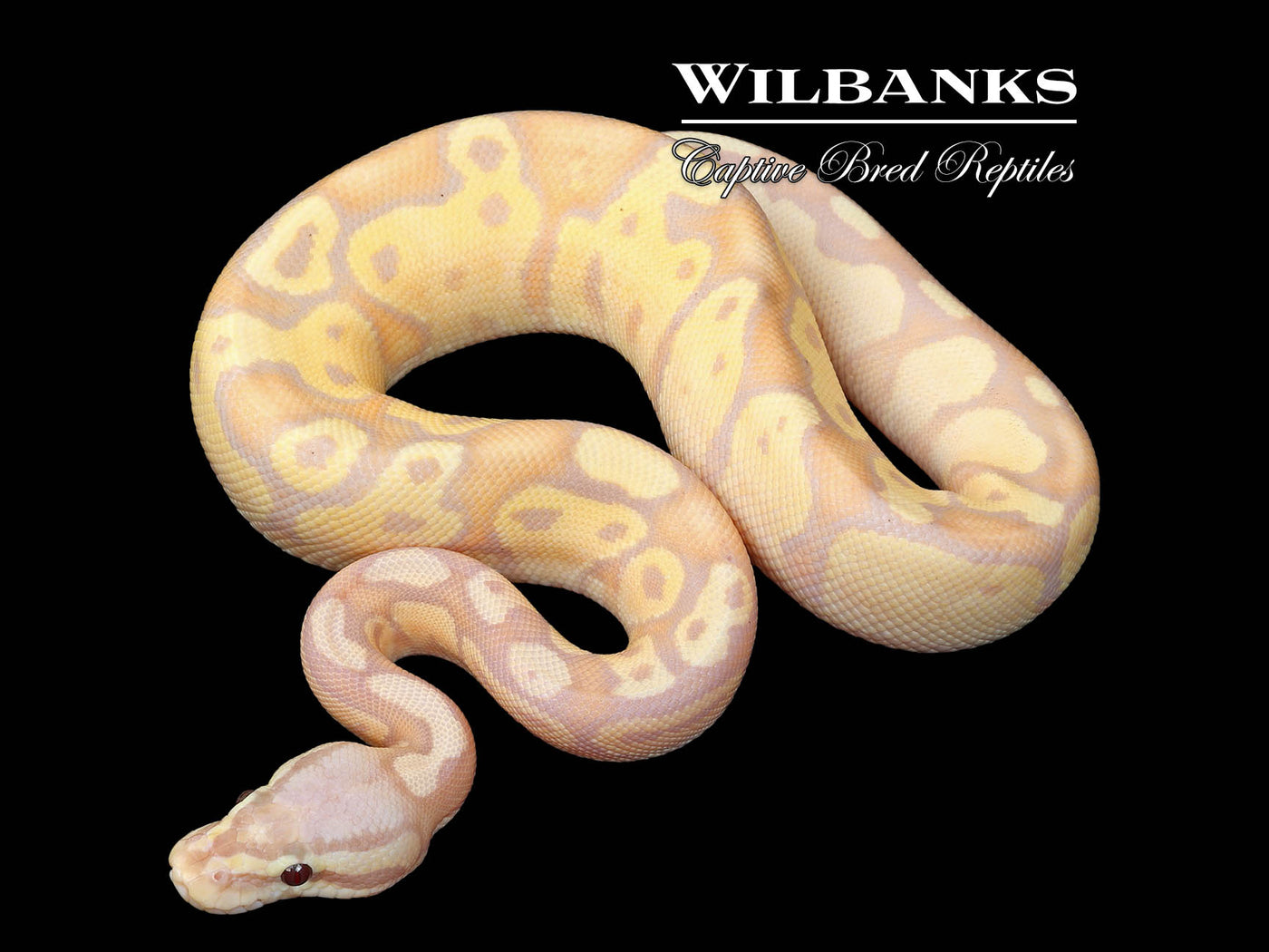 Banana FireFly Ball Python ♂ '25