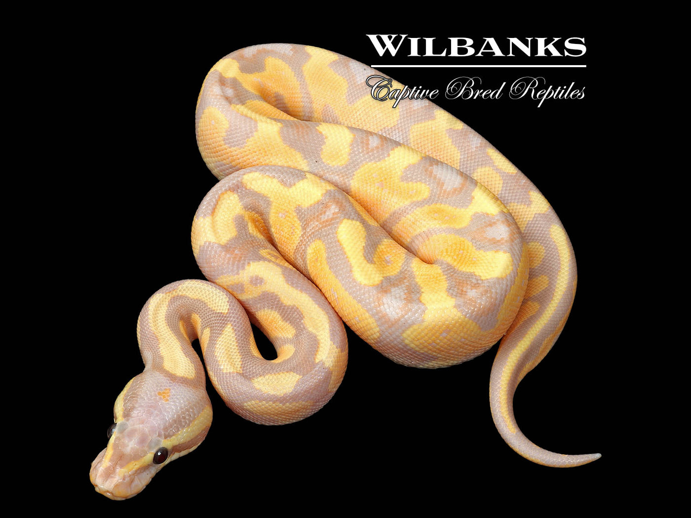 Banana Yellow Belly Ball Python ♀ '25