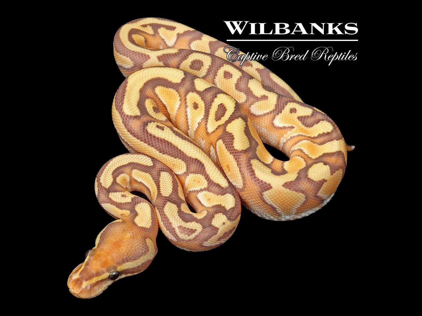Banana Butter Yellow Belly or Asphalt Ball Python ♀ '25