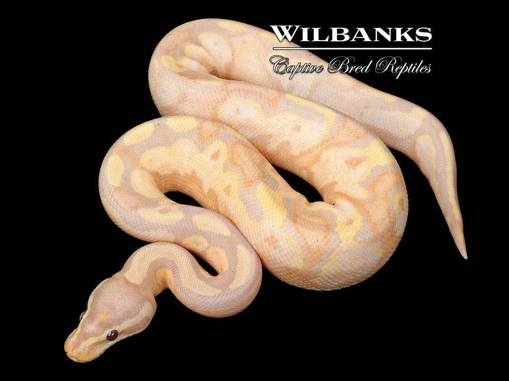 Banana Fire Sugar Ball Python ♂ '25 – Wilbanks Captive Bred