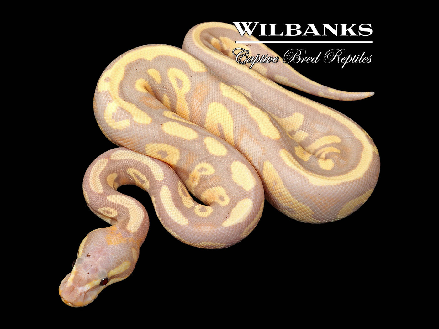 Banana Mahogany 100% Het. Pied Ball Python ♂ '25