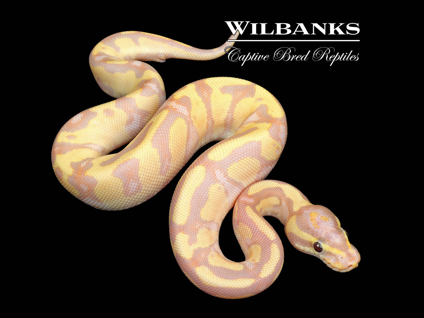 Banana Fire Yellow Belly Ball Python ♂ '25