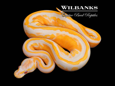 Blackhead Dreamsicle Ball Python ♀ '25