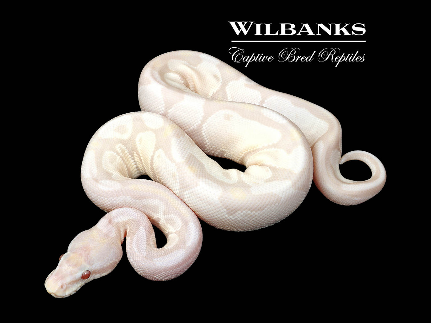 Lavender Snow Ball Python ♀ '25