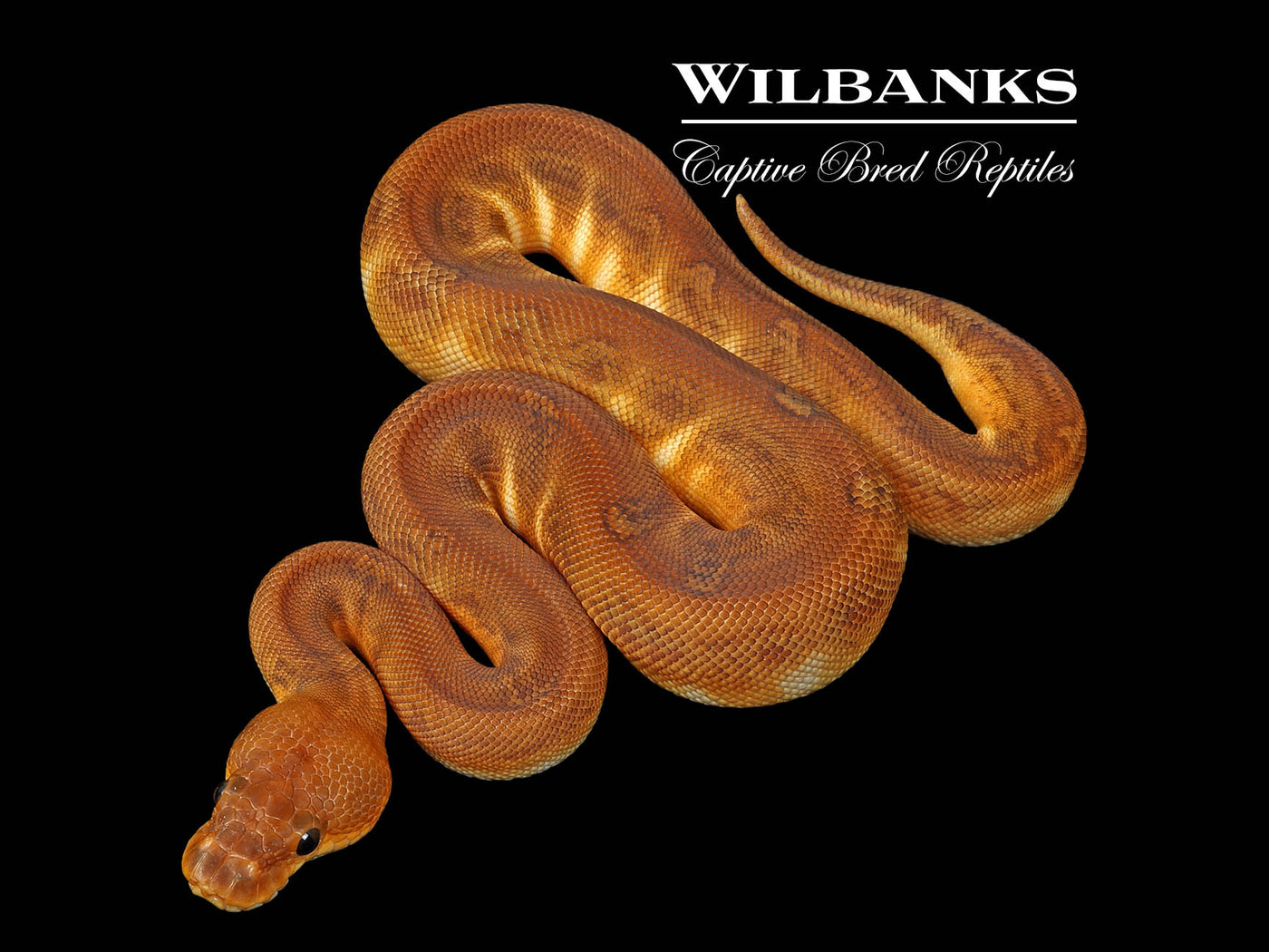 Sunset Clown Ball Python ♀ '25
