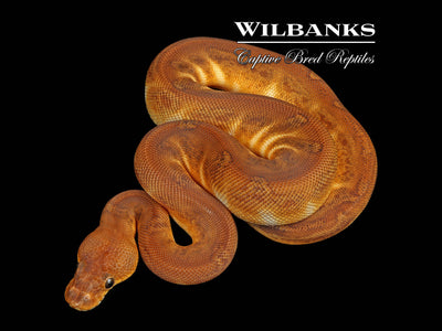 Sunset Clown Ball Python ♀ '25