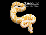 Albino Ball Python ♂ '26