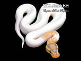 Banana Pied Ball Python ♂ '26