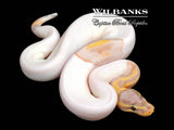 Banana Pied Ball Python ♂ '26