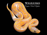 Banana Pied Ball Python ♂ '26