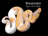 Banana Pied Ball Python ♀ '26
