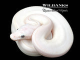 Blue Eyed Leucistic (Mojave Butter) Ball Python ♀ '26