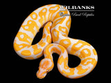 Lavender Albino Leopard Ball Python ♀ '26