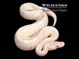 Lavender Snow Ball Python ♂ '26