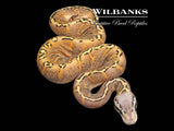 Freeway Super GHI Pastel Ball Python ♀ '26