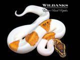 Enchi Sugar Pied Ball Python ♀ '26