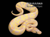 Banana Leopard Fire Ball Python ♂ '26