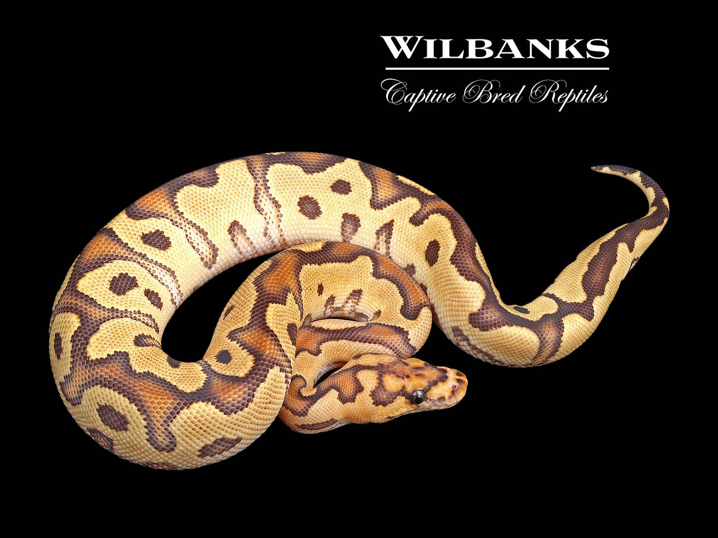 Fire Clown Ball Python ♀ '24
