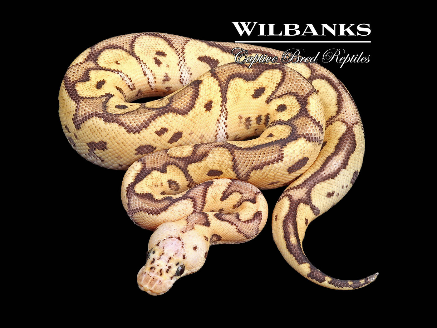 Firefly Clown Ball Python ♂ '24