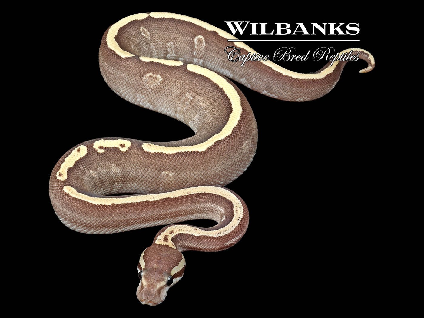 Mojave GHI Fire 100% Het. Clown Ball Python ♂ '24