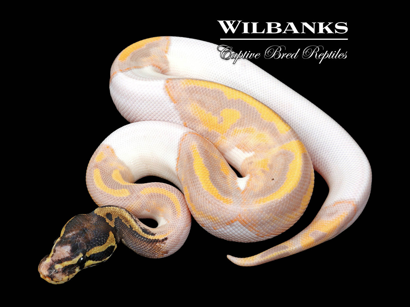 Paradox Banana Pied Ball Python ♂ '25