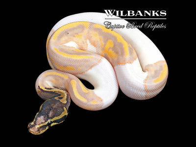 Paradox Banana Pied Ball Python ♂ '25