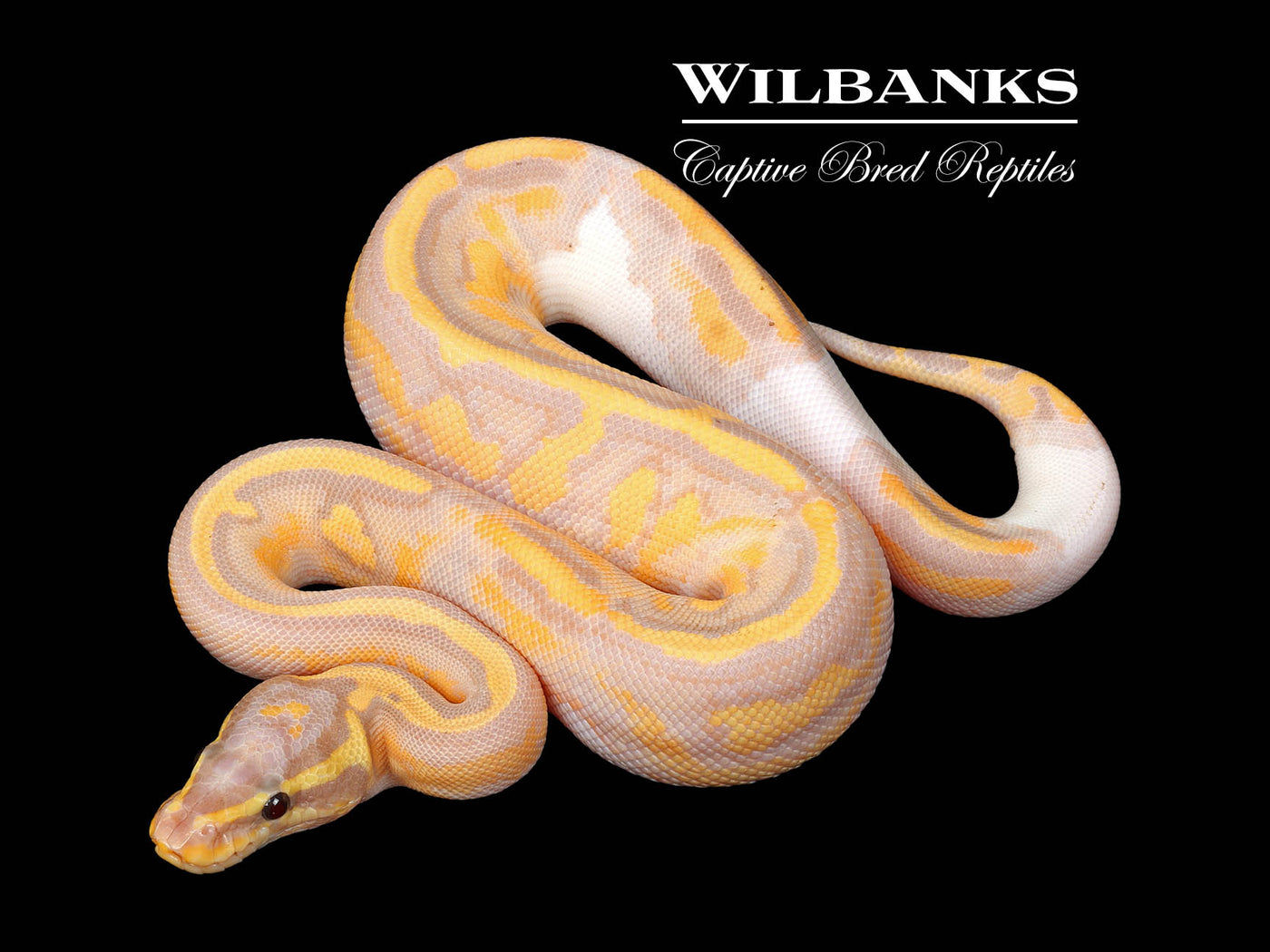 Banana Pied Ball Python ♀ '25