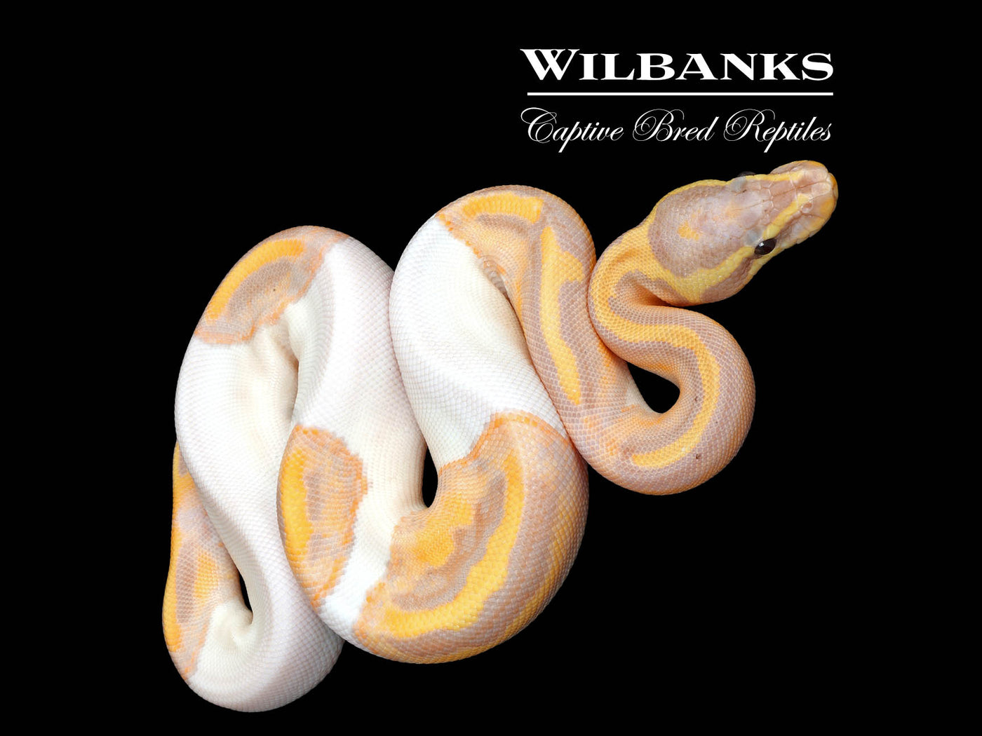Banana Pied Ball Python ♀ '25