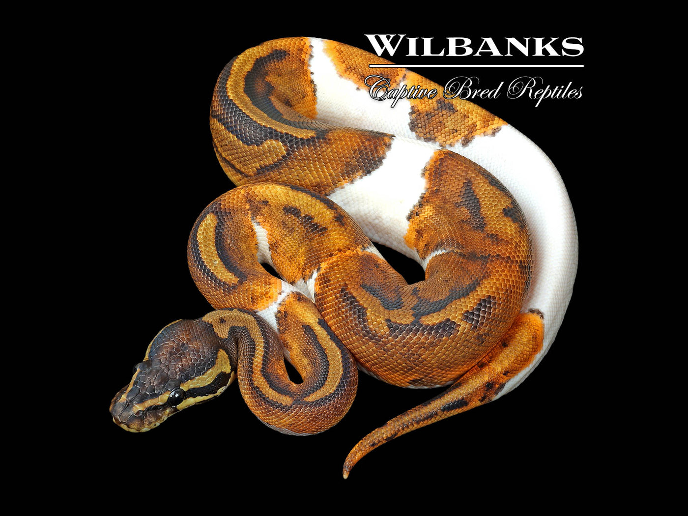 Pied 100% Het. Lavender Albino Ball Python ♀ '25